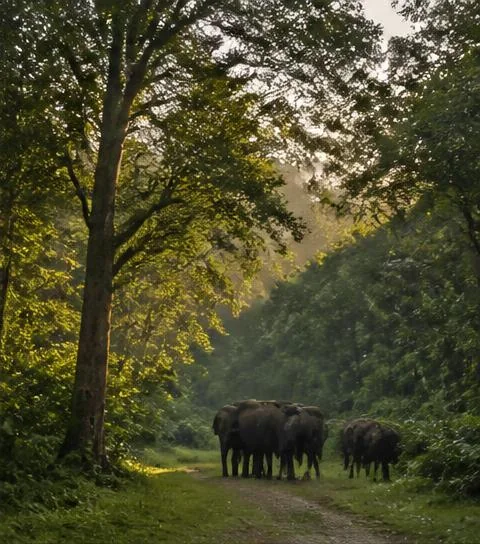 Dooars travel destination